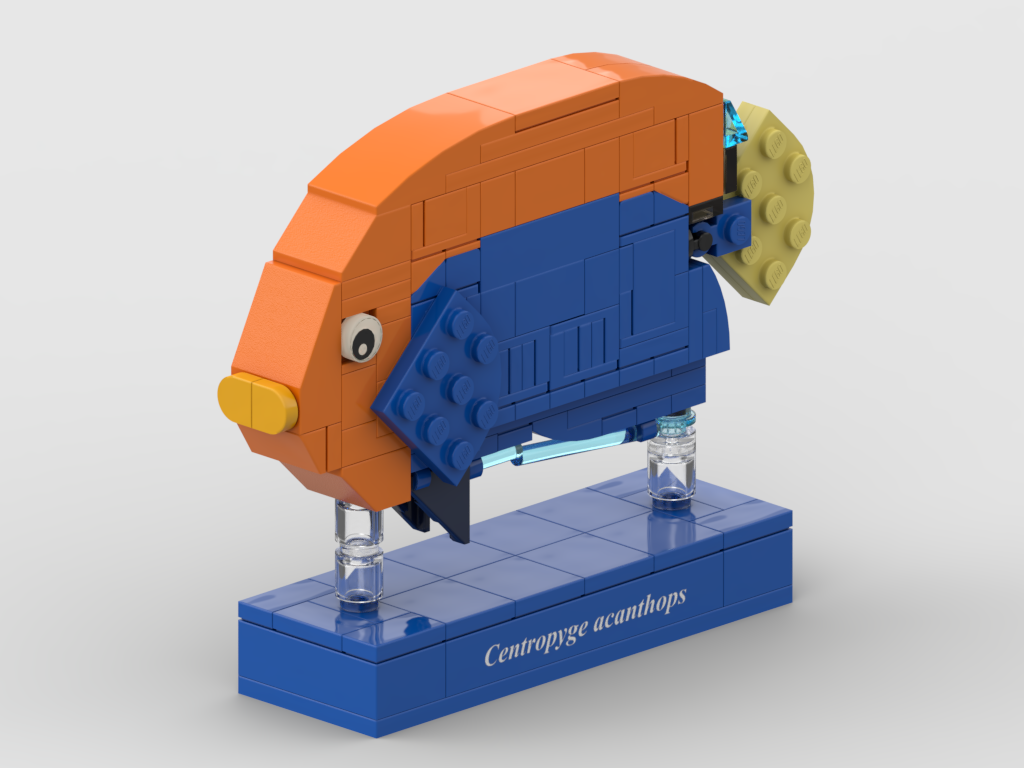 Orangeback angelfish – kit from LEGO® bricks